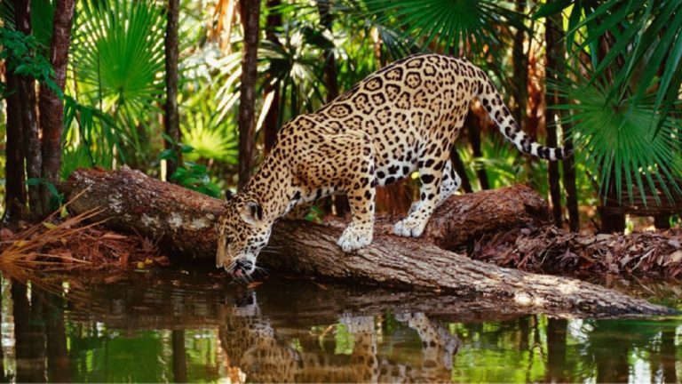 Khao Sok National Park 5 768x432