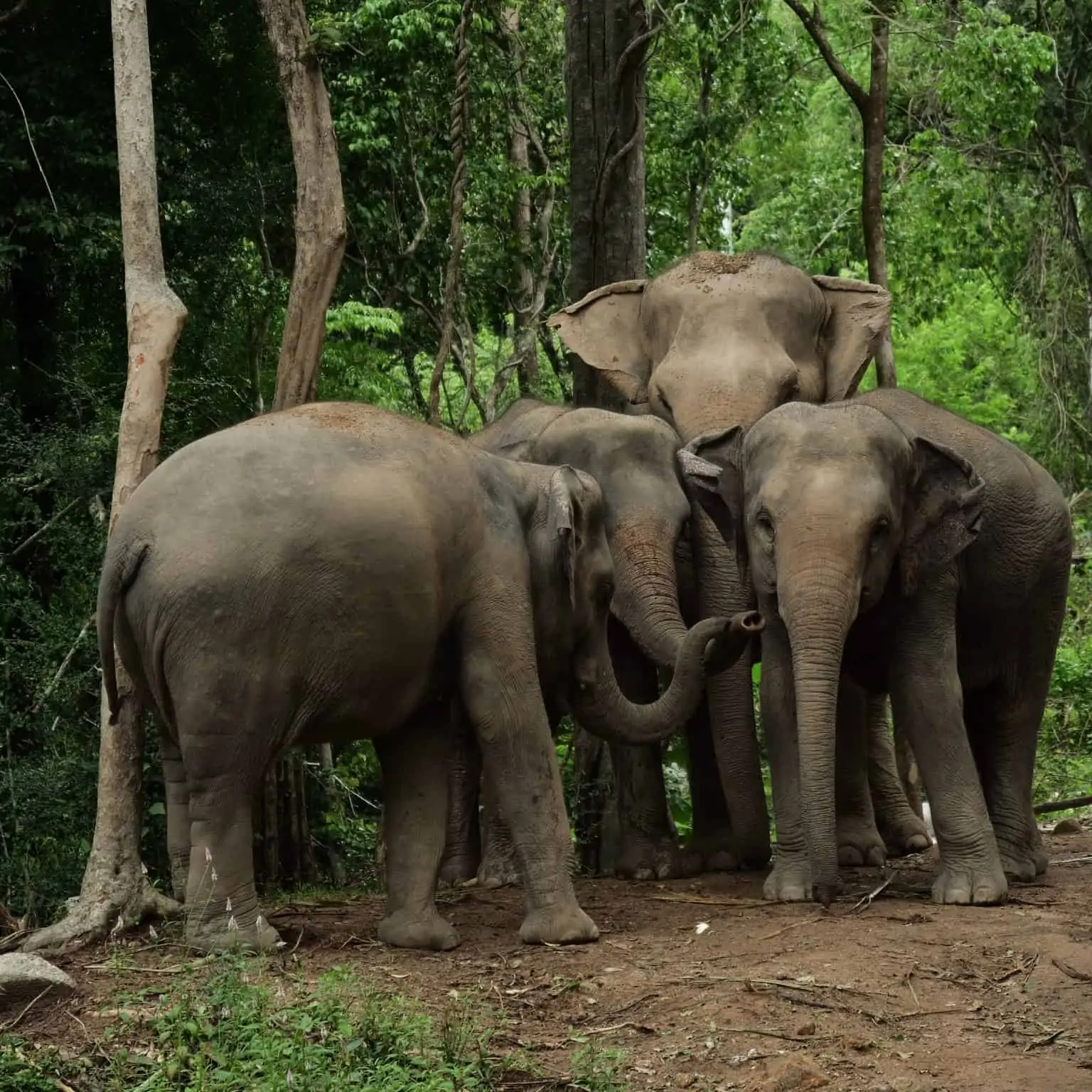 A group of elephants standing together in the woods in Koh Samui Sanctuary