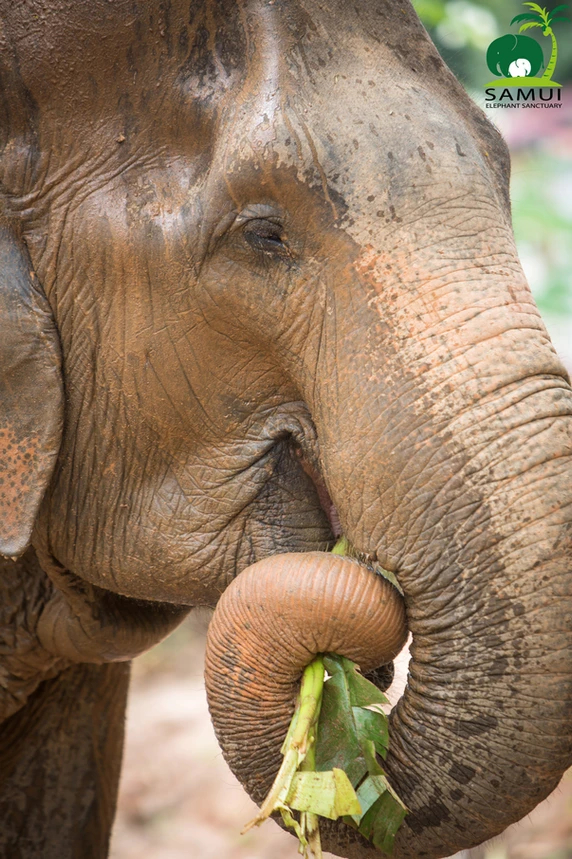 An elephant is eating a leaf out of its trunk at Samui Elephant Sactuary in Koh Samui