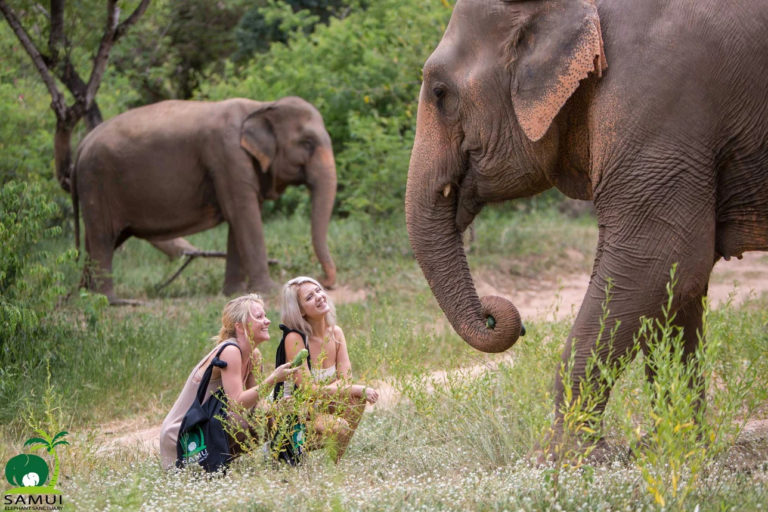 Samui Elephant Sanctuary Bophut 6 768x512