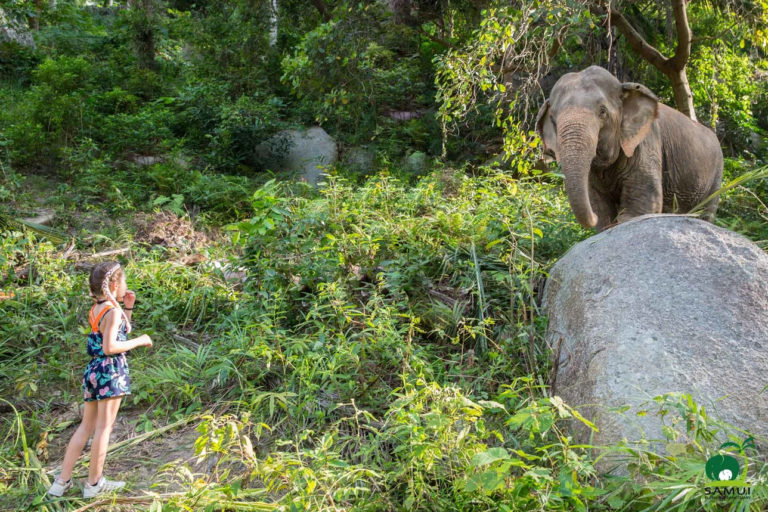 Samui Elephant Sanctuary Chaweng Noi 4 768x512