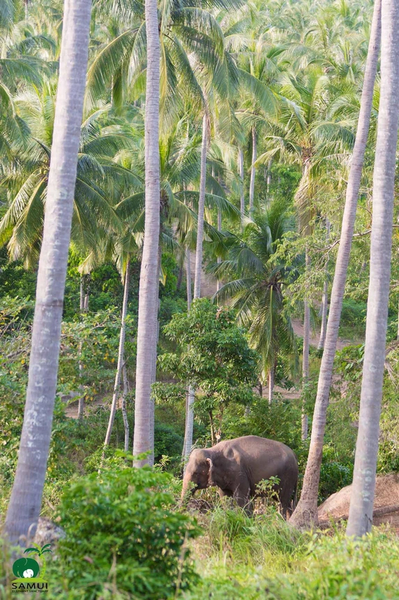An elephant walking through a forest of palm trees in Koh Samui