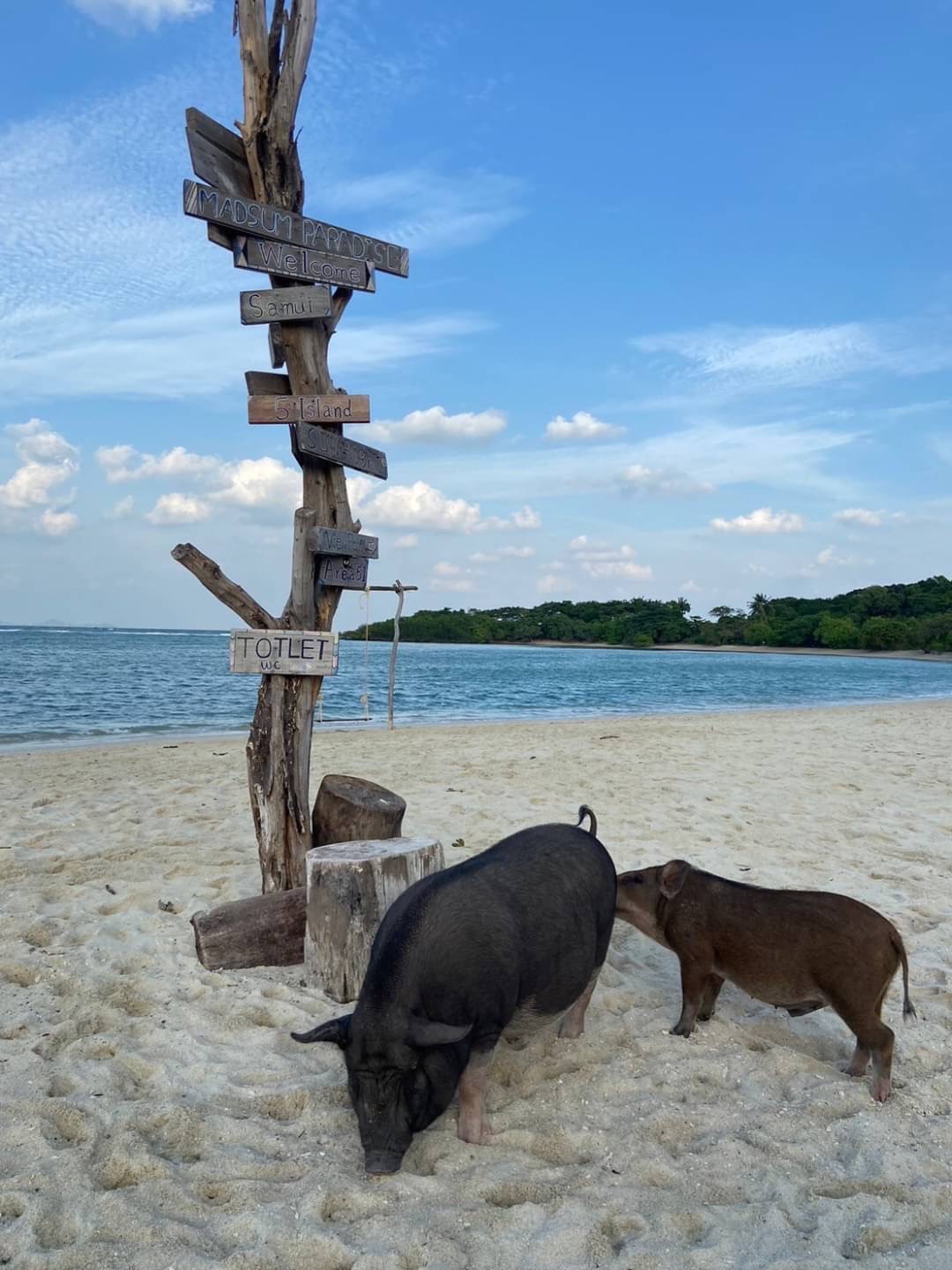 Two pigs on a sandy beach with a wooden direction signpost in the background.