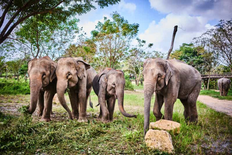 Half day tour Elephant Kingdom Sactuary Samui 3 2 768x512