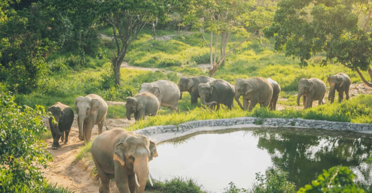 Half day tour Elephant Kingdom Sactuary Samui 5 1 768x399