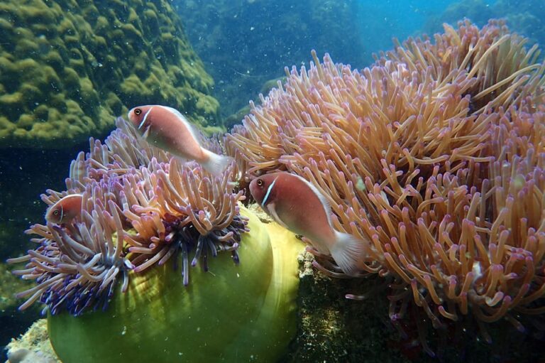 Semi Private Ang Thong Marine Park Sunset Tour 2 768x511